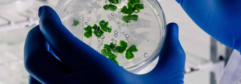 Licence Professionnelle Bio-industries et biotechnologie